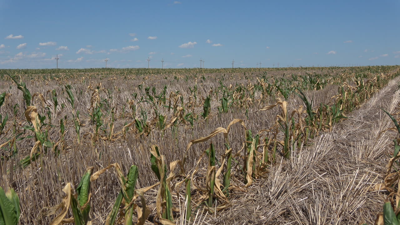 Cultivo de maíz con daños por falta de lluvia
