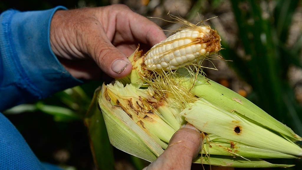 Un agricultor muestra un elote dañado por la falta de lluvia