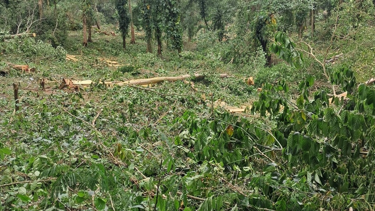 Troncos de árboles recién cortados tirados entre cafetos en una finca de Izalco